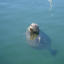 evilbageloverlord avatar