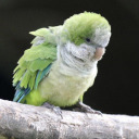 evilfartbuddy avatar