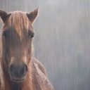 evilintimidatinghorse avatar