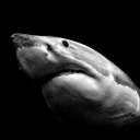 evilmonkeytaco avatar