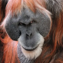 evilorangutan avatar