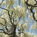 evocativelanguage avatar