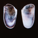 evolutionn-ofthemind avatar