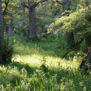 evolvingdesire avatar