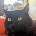 exactly-one-gremlin avatar