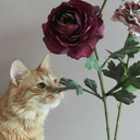 exactlyscrumptiousstudentsposts avatar