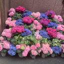 exbitchsticks avatar