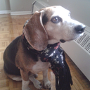 excellent-dogs avatar