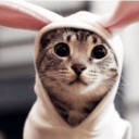 except4bunnies avatar