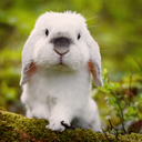 exempelthebunny avatar