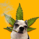 exhaustedsadnumb avatar