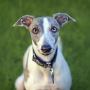 exigethewhippet avatar