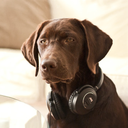 exiledforlife avatar