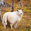 existentialistforhire avatar