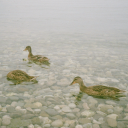 existentialrin avatar