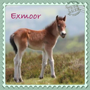 exmoor4all avatar