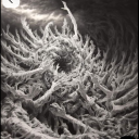 exorbitant-spatula avatar