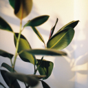 exoticflowerx avatar