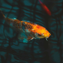 expensivesushi avatar