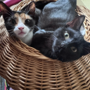 explorethewhoniverse avatar