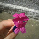 expressaodoamor-blog1 avatar