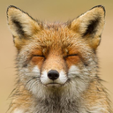 expressivefox avatar