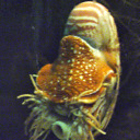 extantofnewlife avatar