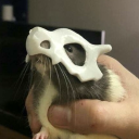 extentionalcrisisno1 avatar