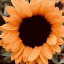 extracrunchygranola avatar