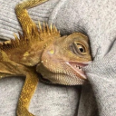 extreme-danger-bug avatar