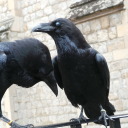 extreme-mediocrity avatar