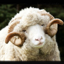 extremefrogrefrigerator avatar