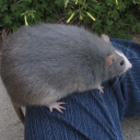 eye-for-an-eye avatar