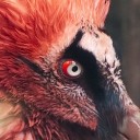 eye-see-a-bird avatar