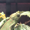 eyeballs-2-entrails avatar