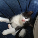 eyeheartlungs avatar