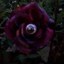 eyeoftherose avatar