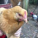 eyerolleggroll avatar