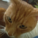 eyerollsandeggrolls avatar