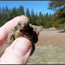 eyes-of-the-dragon avatar