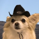 eyeslikeafawn avatar