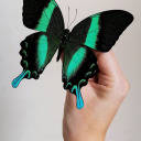 eyesonfire2020 avatar