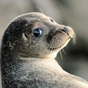 ezekvagyunk-mi avatar