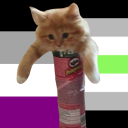 ezra-the-ghost-cat avatar