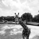 f-l-i-p-e-r-a-m-a avatar