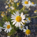 f-lowerymeadow avatar