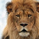 f0rever-scrolling avatar