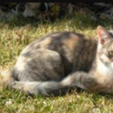 f3lixthecatboy avatar