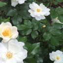 faaakeprincesss avatar