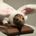 fabiansensity avatar